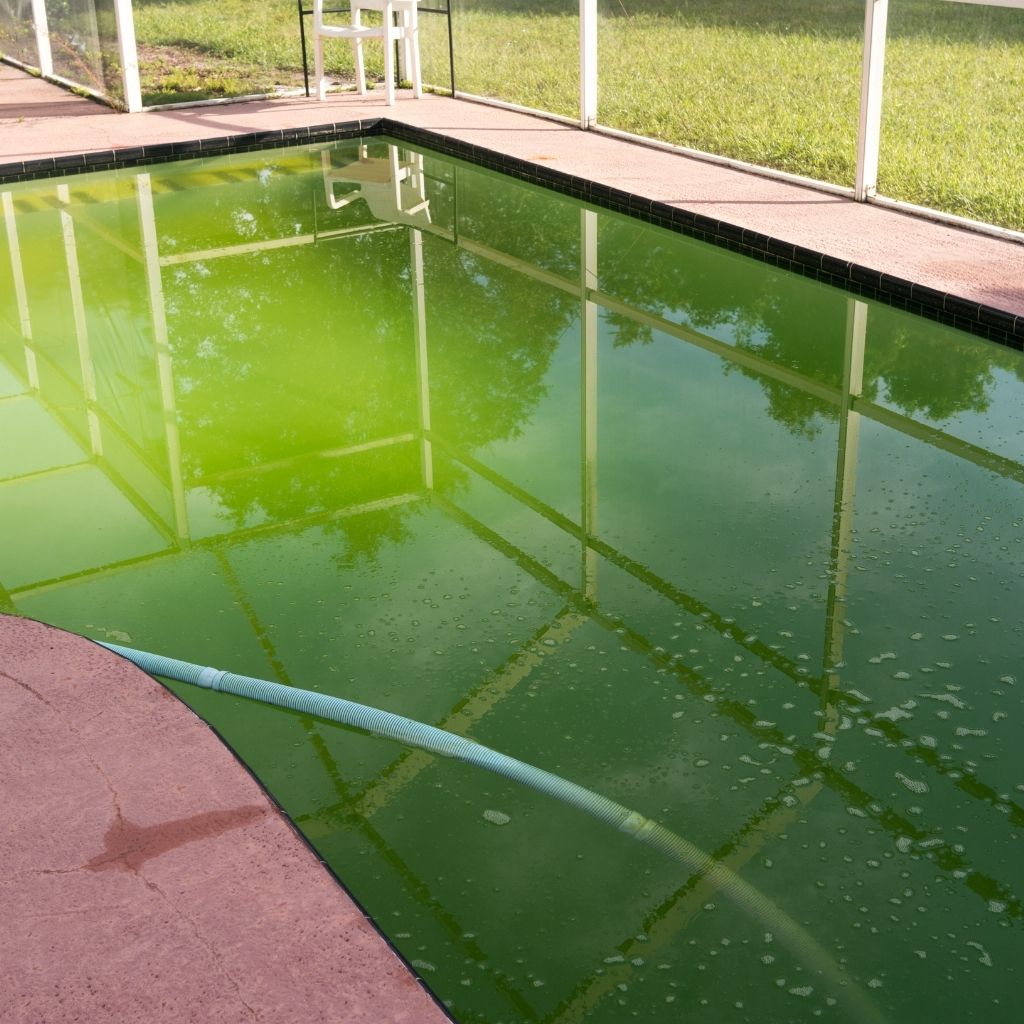 what causes algae in a swimming pool
