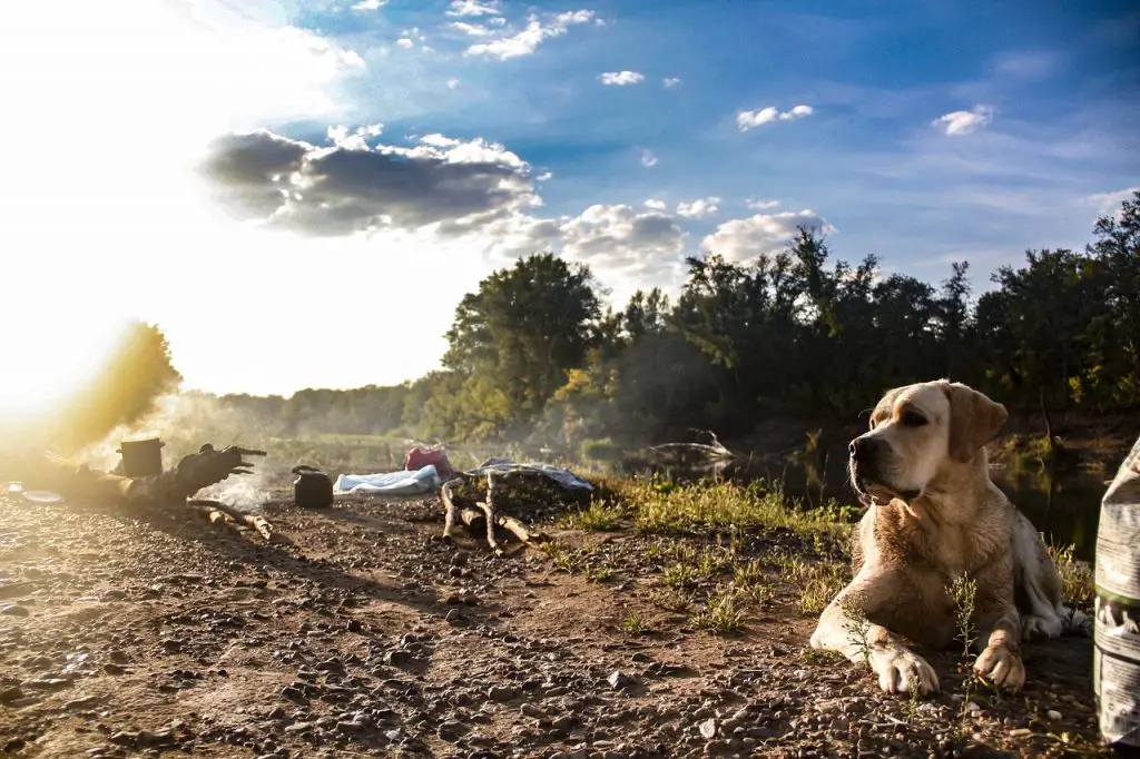 tents for camping with a dog