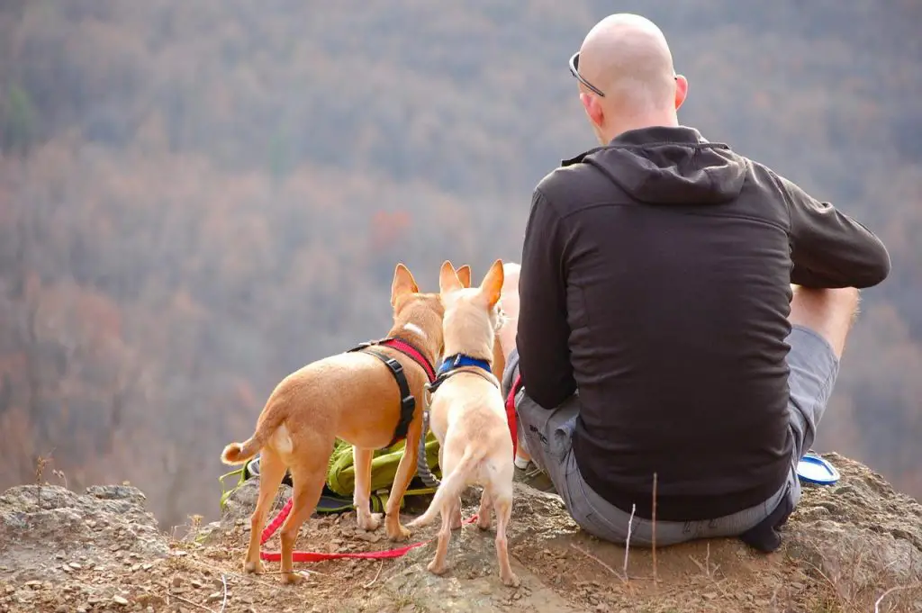 tents for camping with a dog