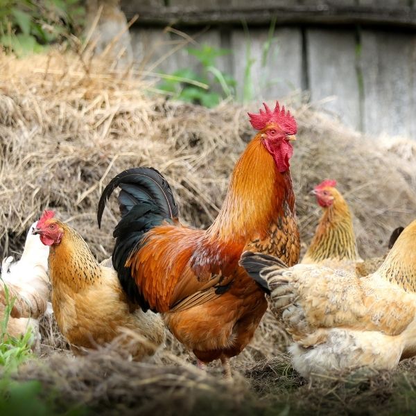 Do chickens wreck your garden?