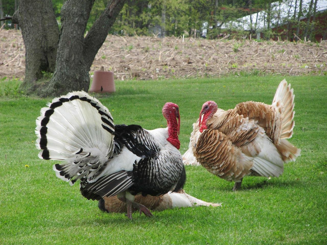 Why do turkeys puff up? - Garden Super Power