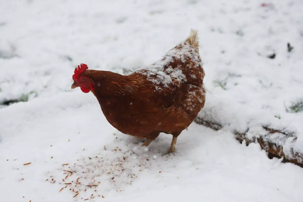 can chickens stay outside in the winter