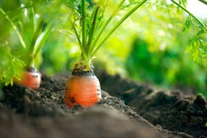 do carrots grow well in clay soil