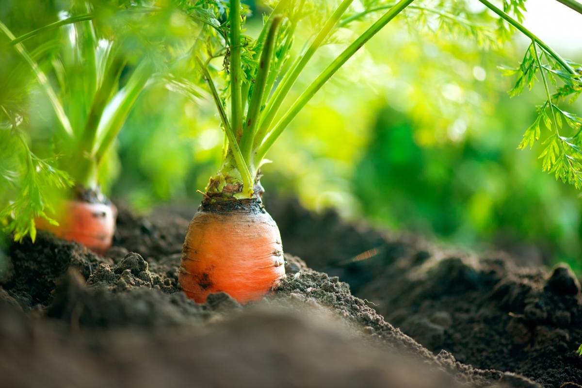 Do carrots grow well in clay soil?
