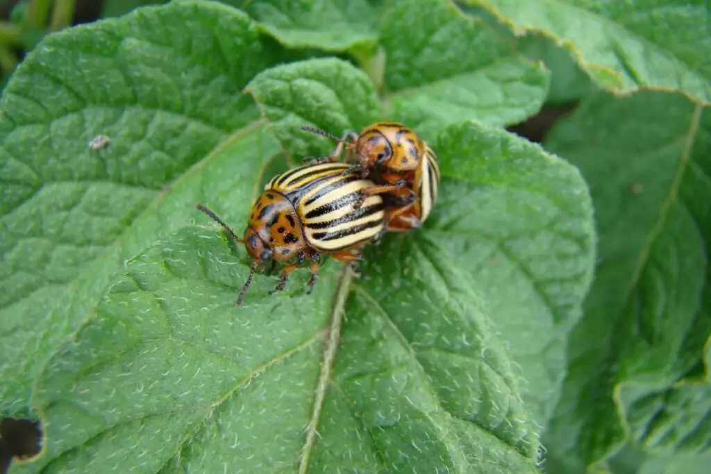 colorado potato beetle