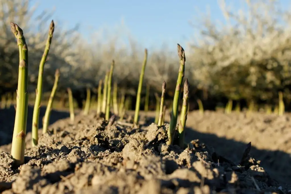 how to grow asparagus at home