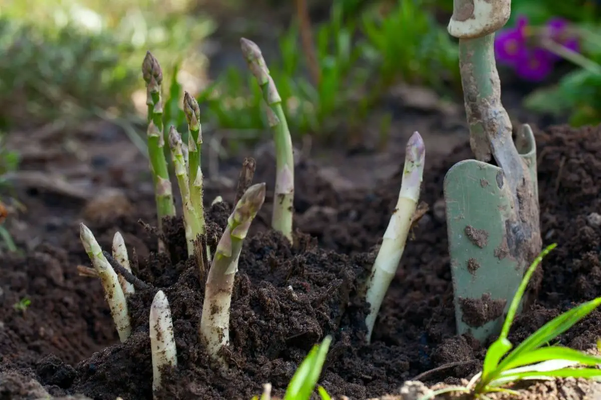 How to grow asparagus at home