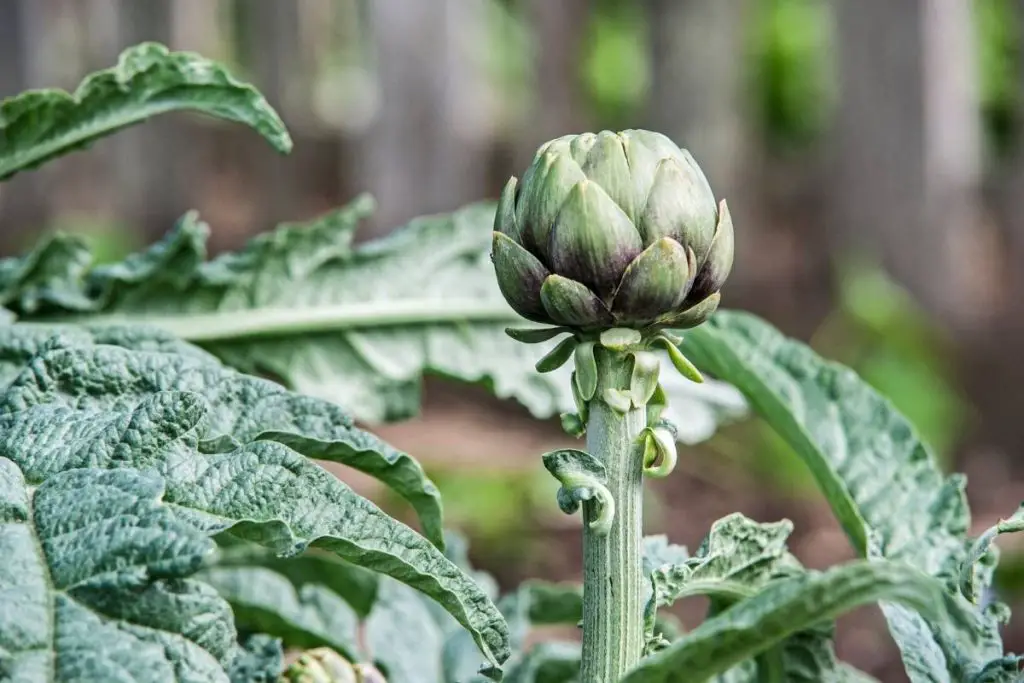 how to grow artichokes