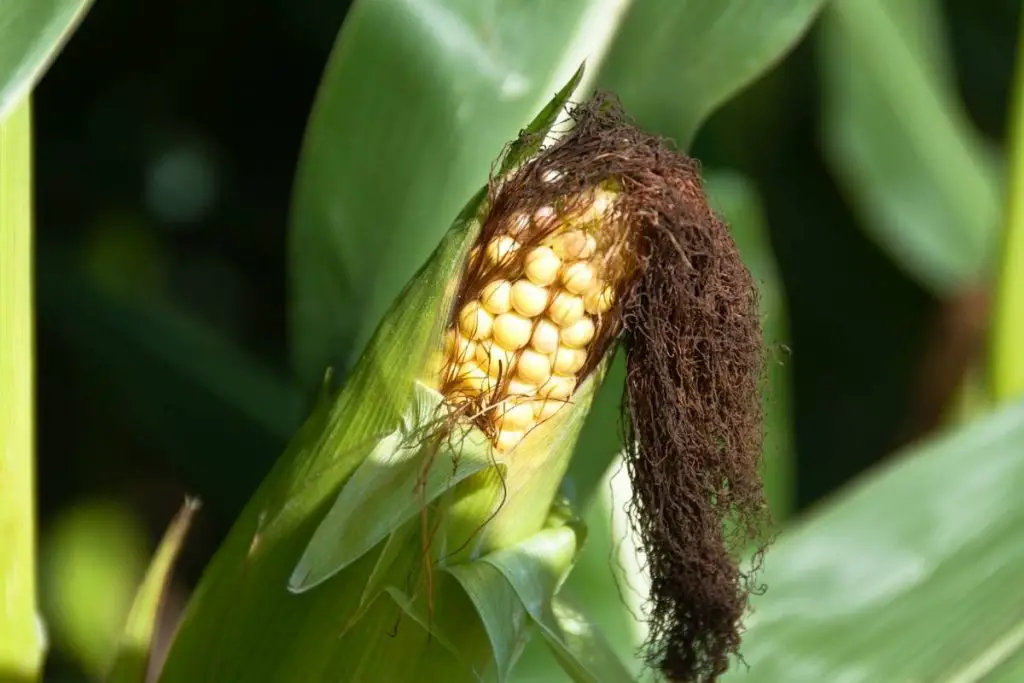 how do you grow baby corn