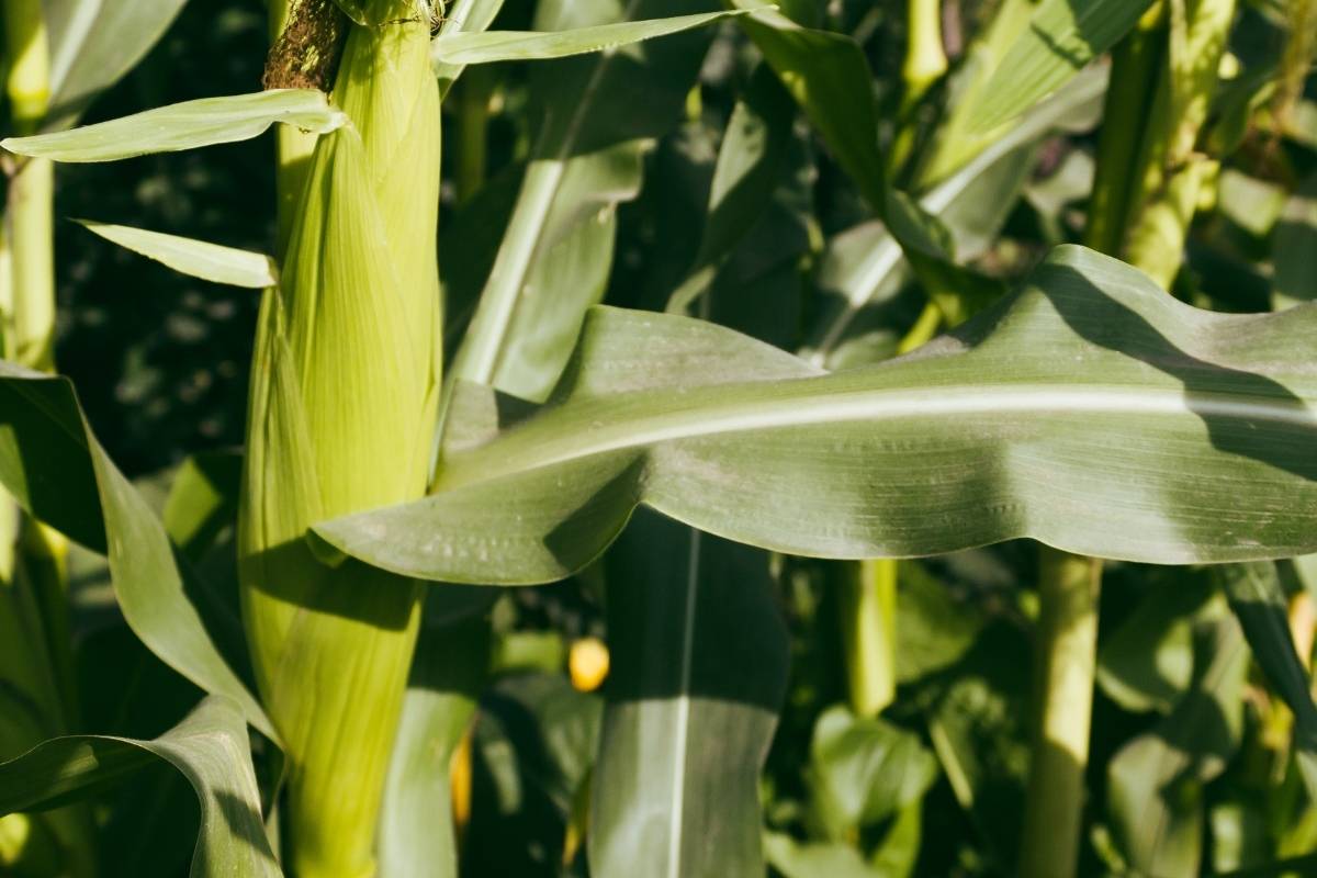 How do you grow baby corn?