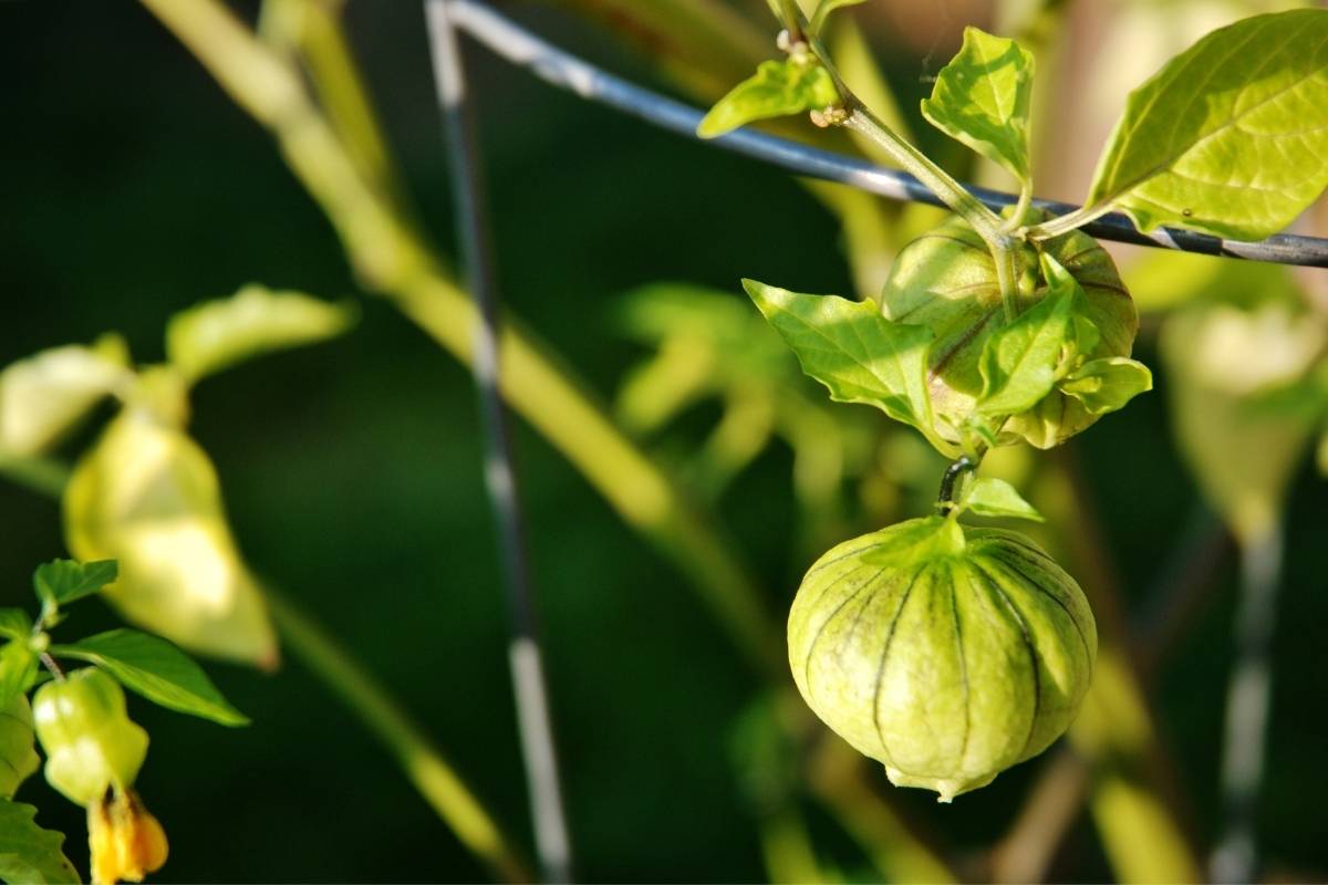 are tomatillos easy to grow