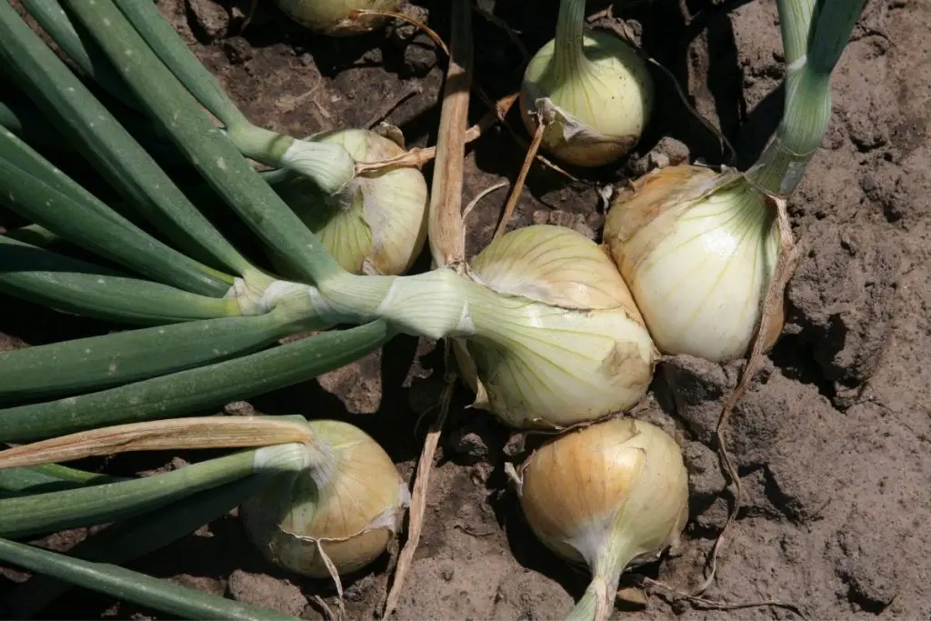 How do you grow Walla Walla onions?