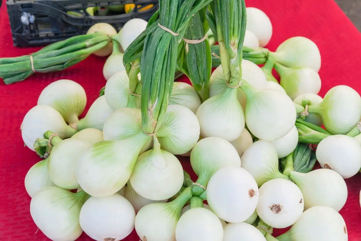 How do you grow Walla Walla onions?