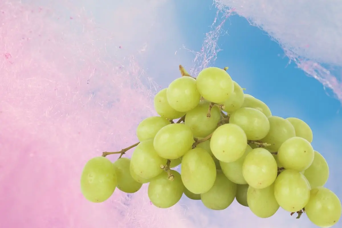 how do you grow cotton candy Grapes