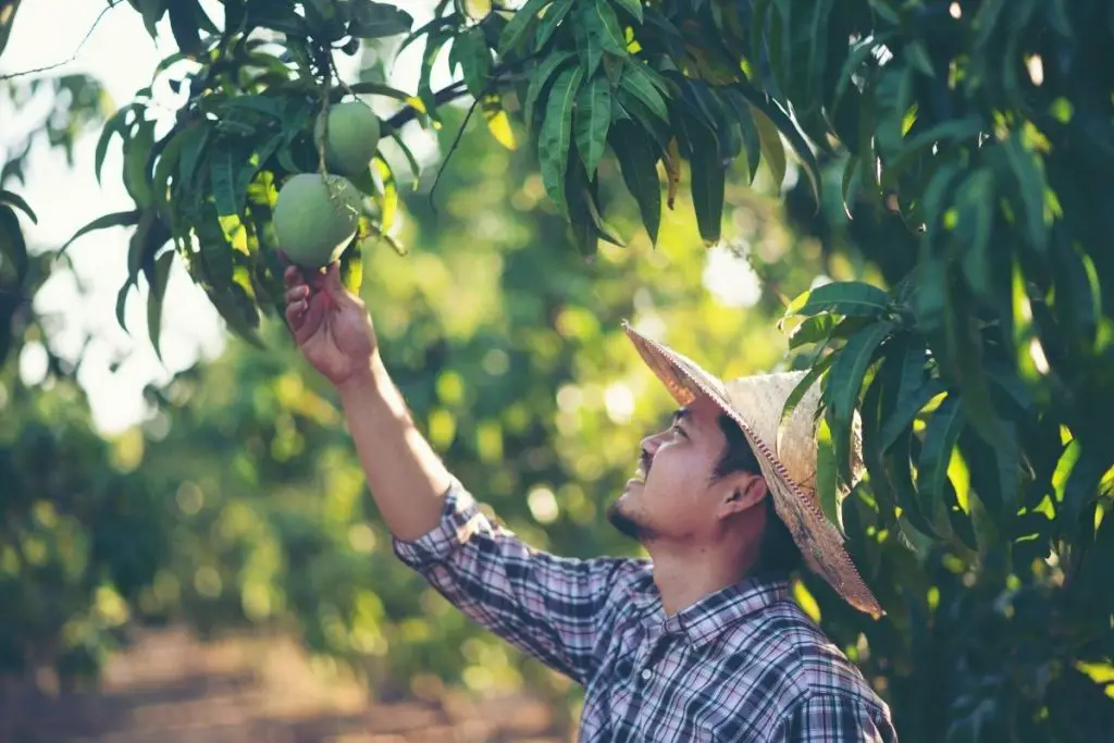 how do you grow a mango tree from a Pip