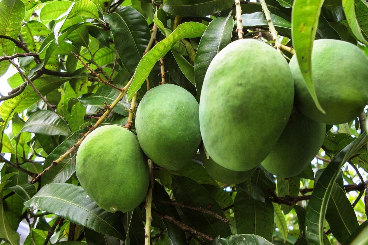 How do you grow a mango tree from a pip?