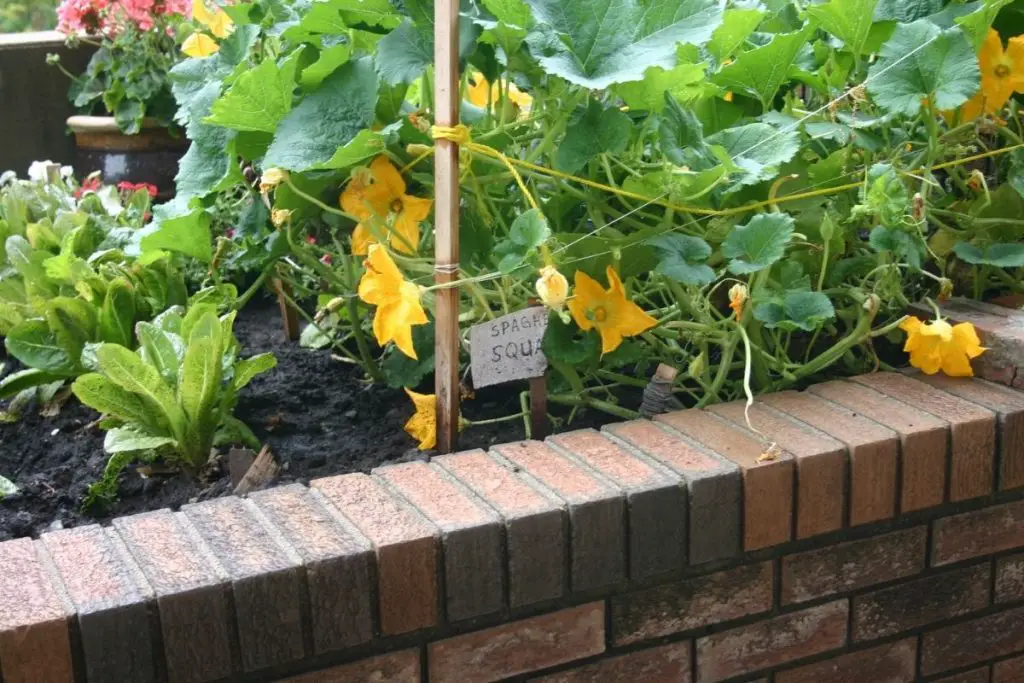 how to grow spaghetti squash