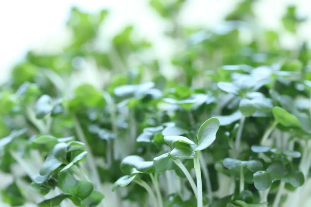 how do you grow broccoli sprouts