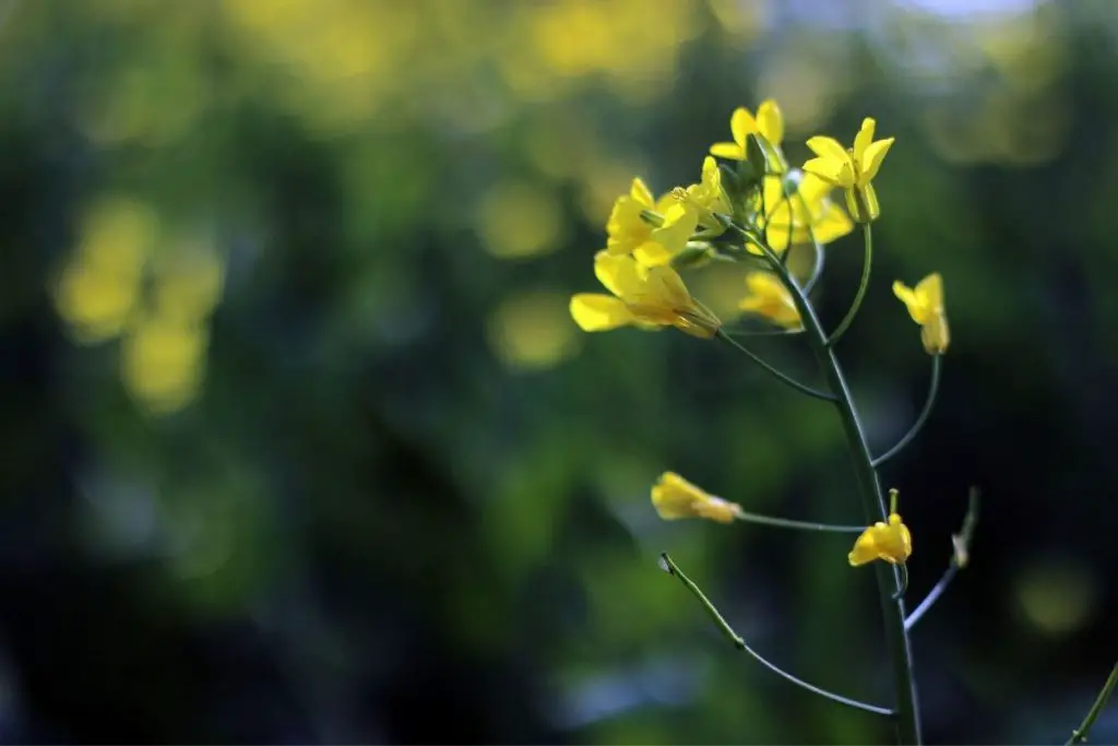 can you grow mustard seeds from the grocery store