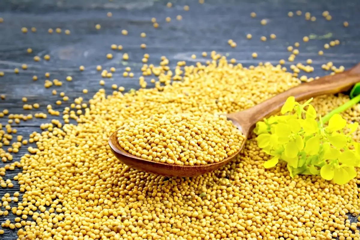 can you grow mustard seeds from the grocery store