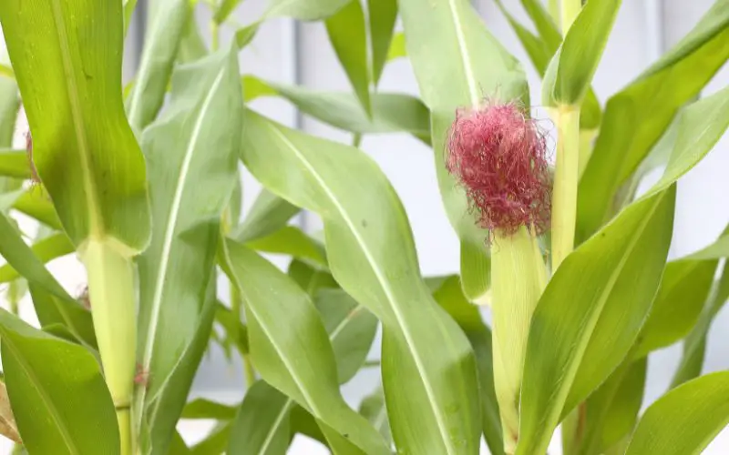 How do you grow baby corn?