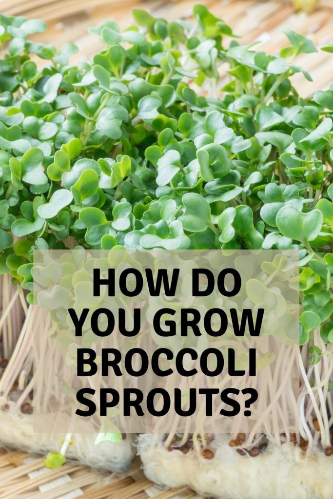how do you grow broccoli sprouts