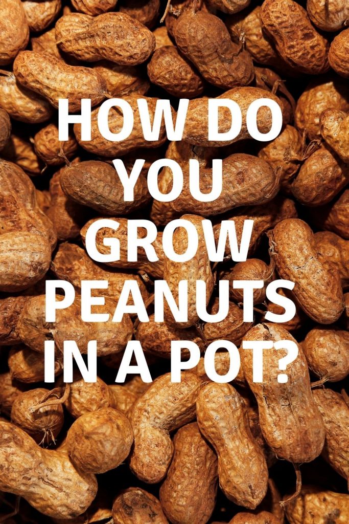 how do you grow peanuts in a pot
