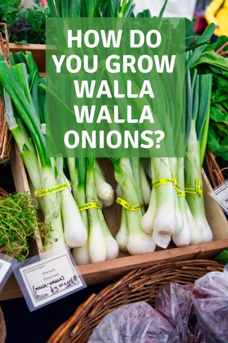 How do you grow Walla Walla onions? Garden Super Power