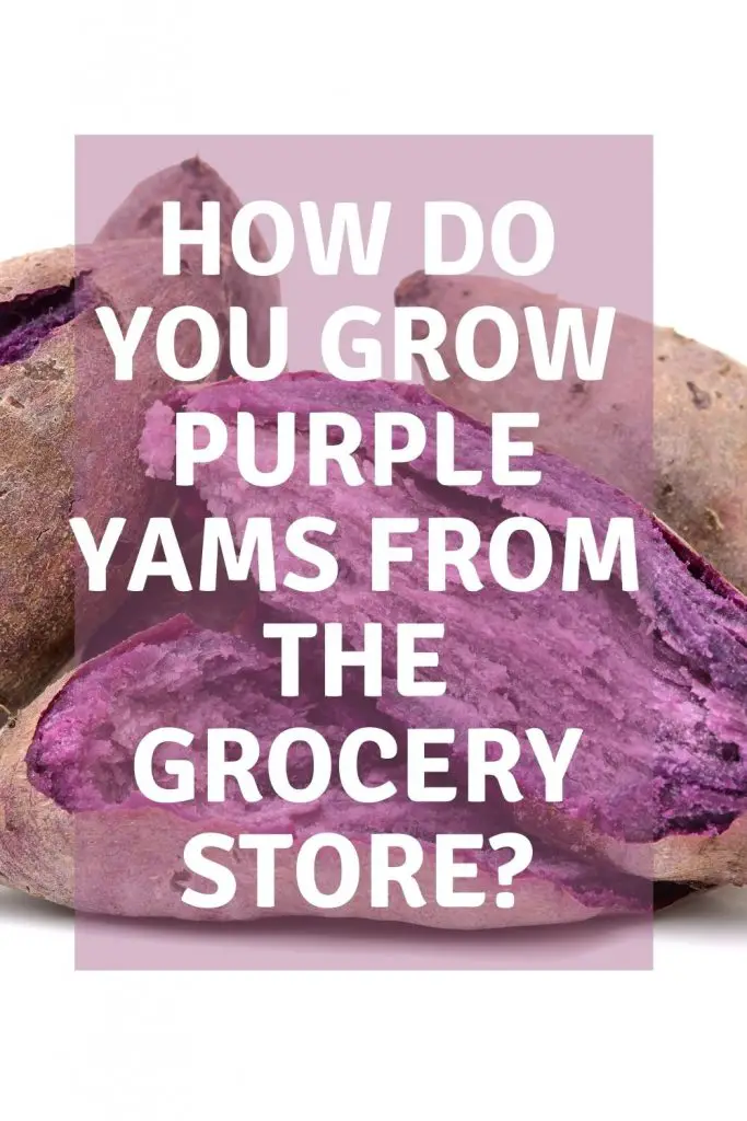 How do you grow purple yams from the grocery store