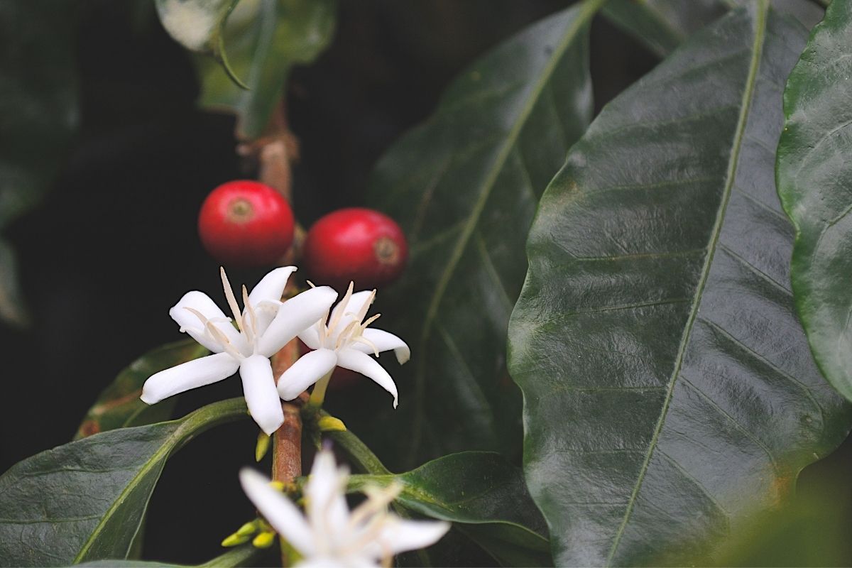 How do you grow your own coffee at home?