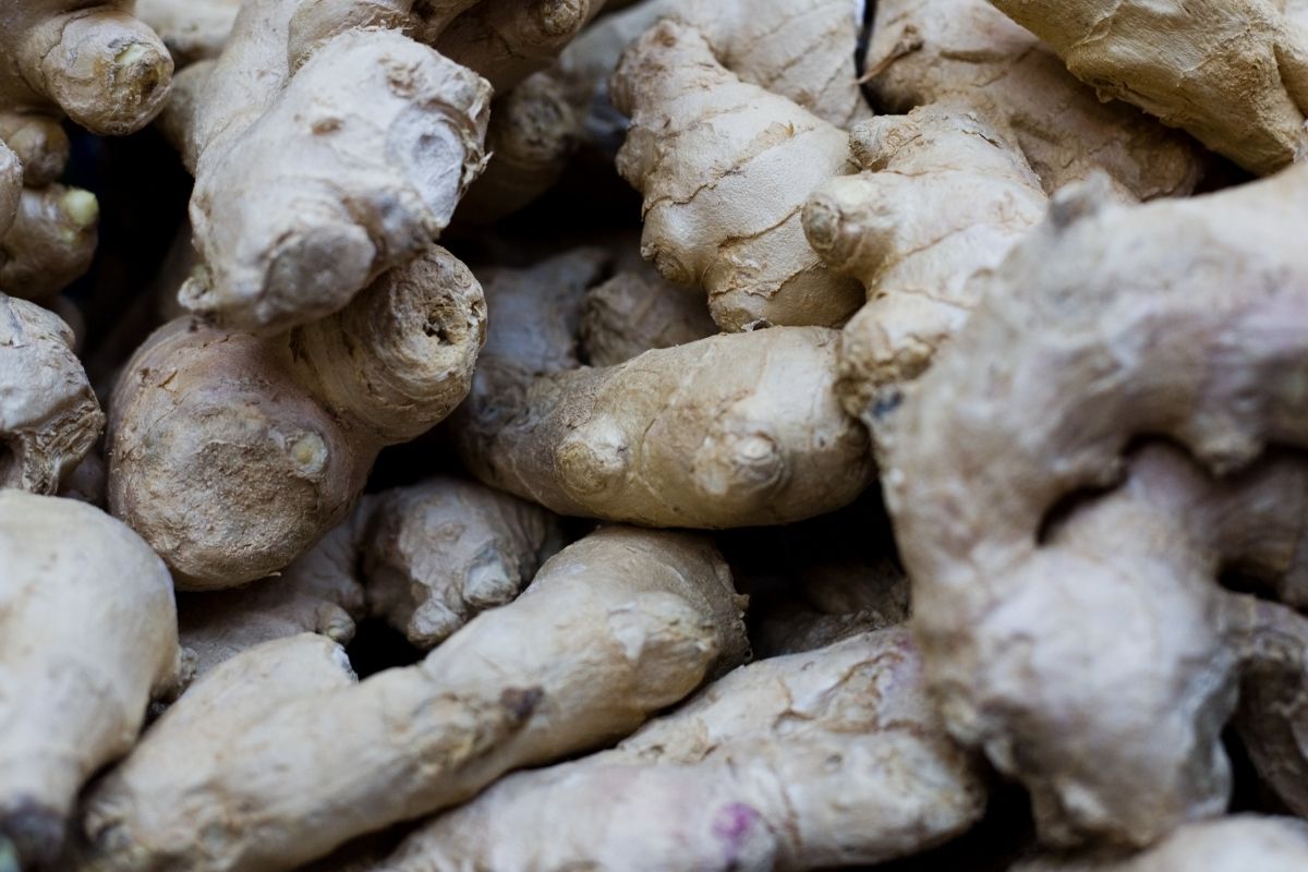 How do you grow ginger root in a pot?