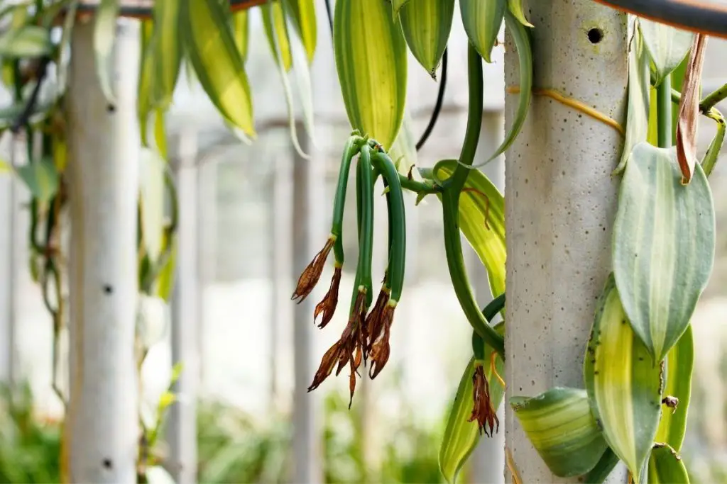 can you grow vanilla beans at home