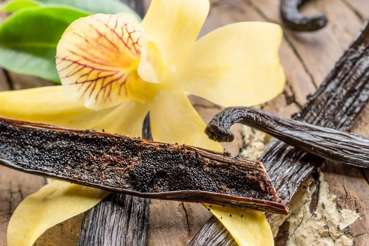 Can you grow vanilla beans at home?