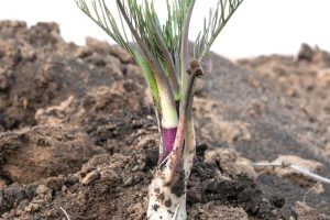 how do you grow horseradish (1)