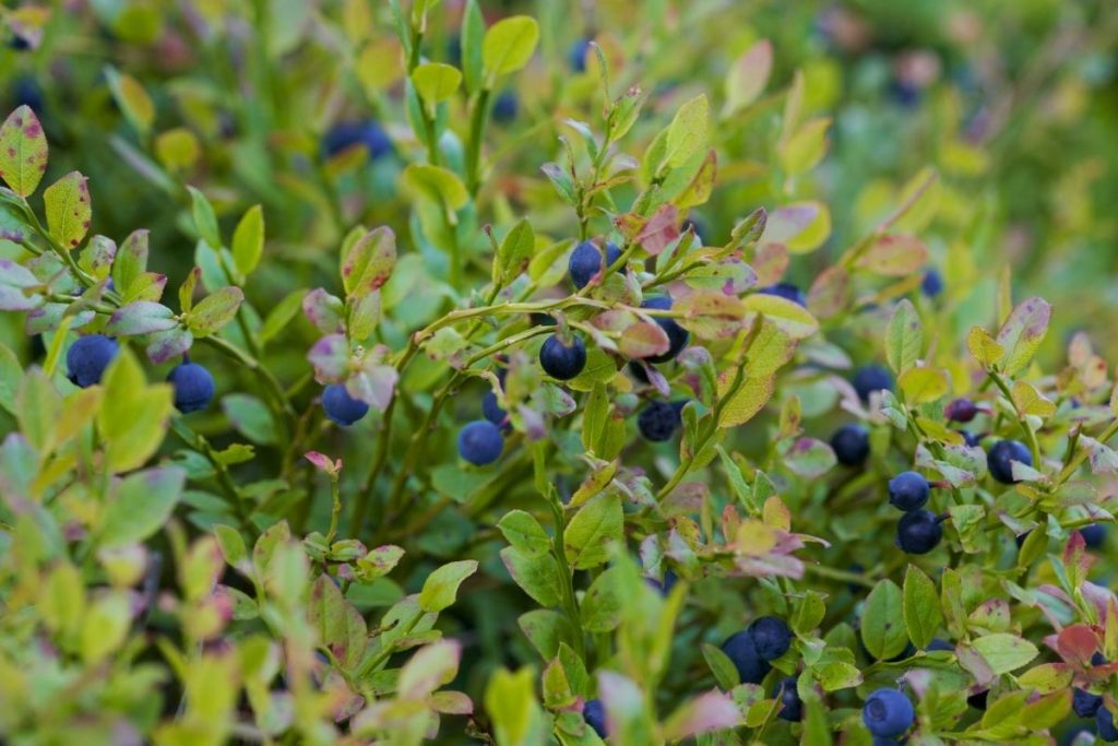 how do you grow blueberries in containers