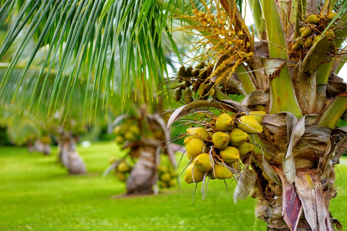 how do you grow a coconut tree