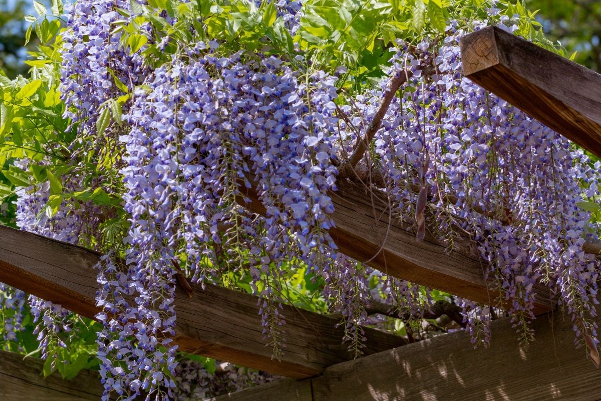 how long does it take for a wisteria tree to grow