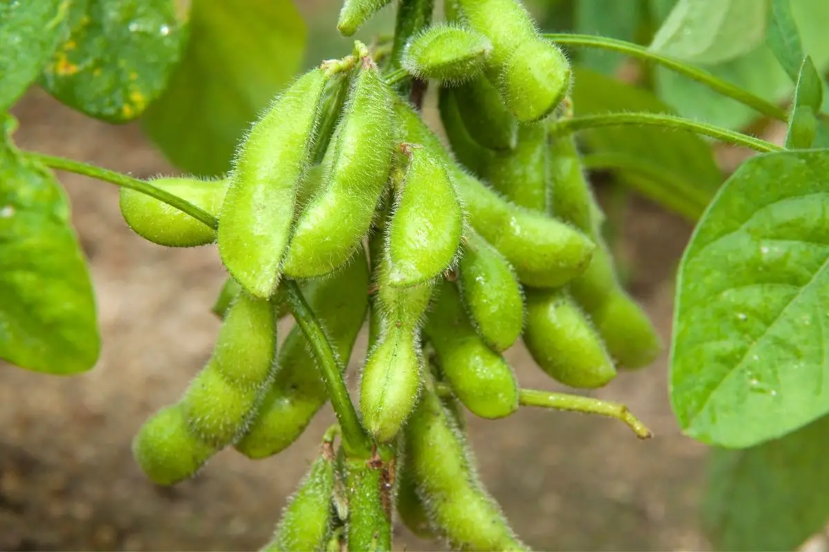 How to grow edamame beans