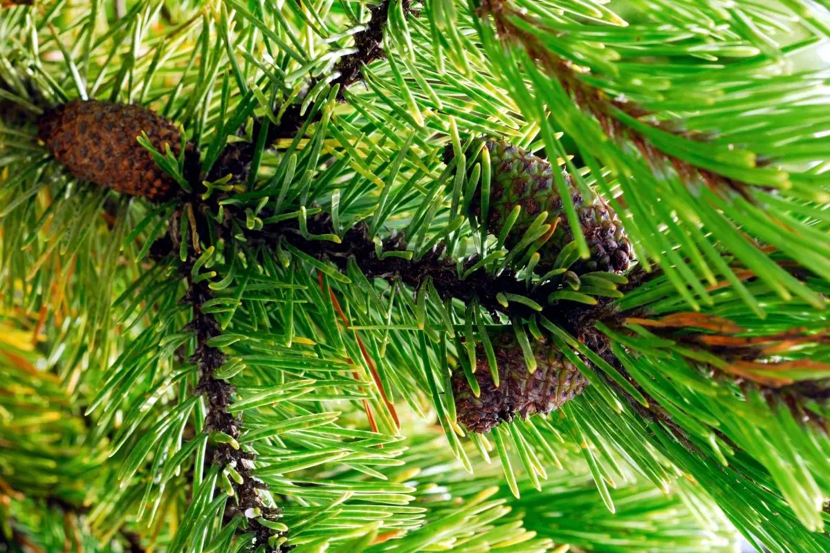 How to grow a pine tree with a pine cone