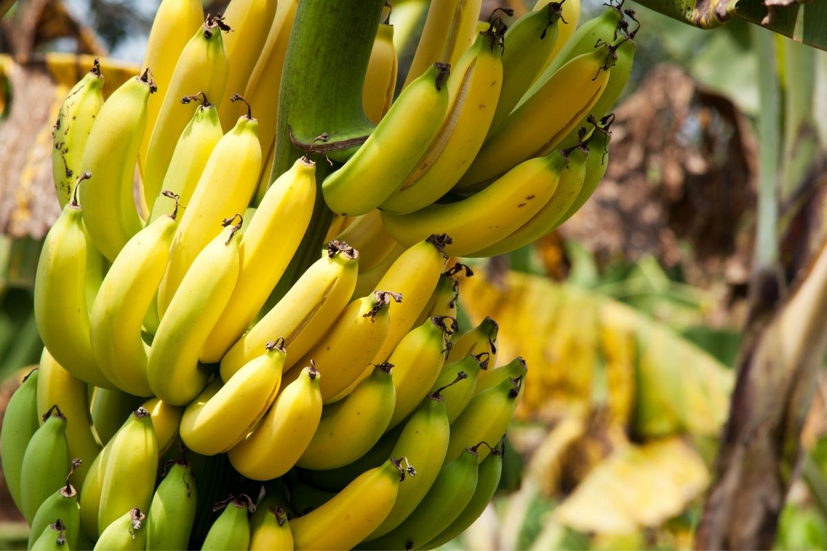 How do you grow a banana tree?