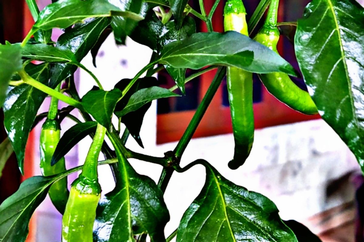 how to grow green chillies in pots