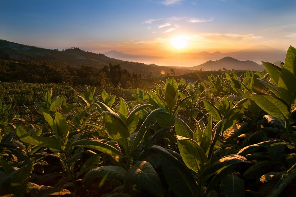 How do you grow a tobacco plant?