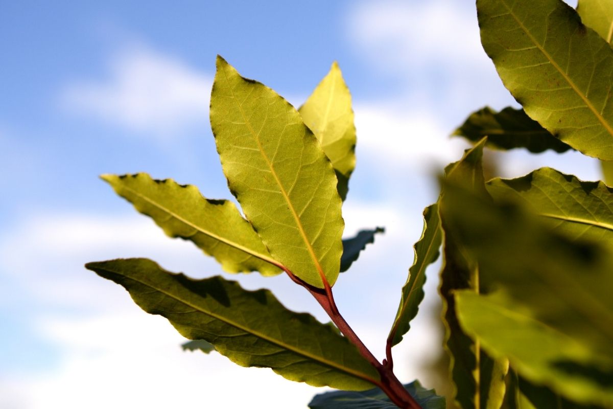 Organic Bay Laurel Cuttings Bay Leaves /& Rooting Hormone-Tree Plant Starter Box