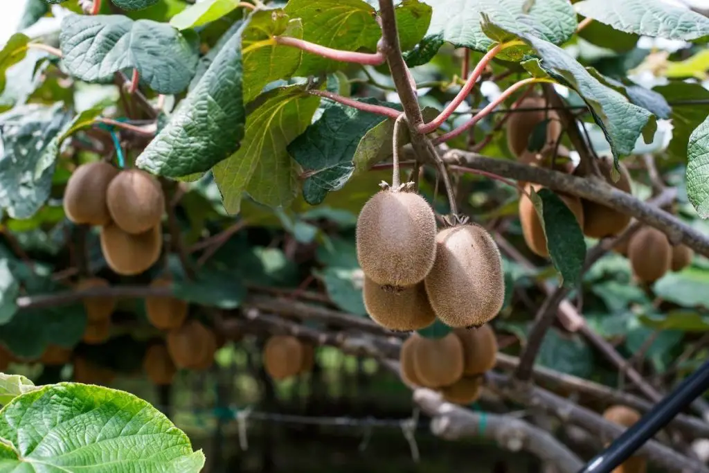 how do you grow a kiwi plant