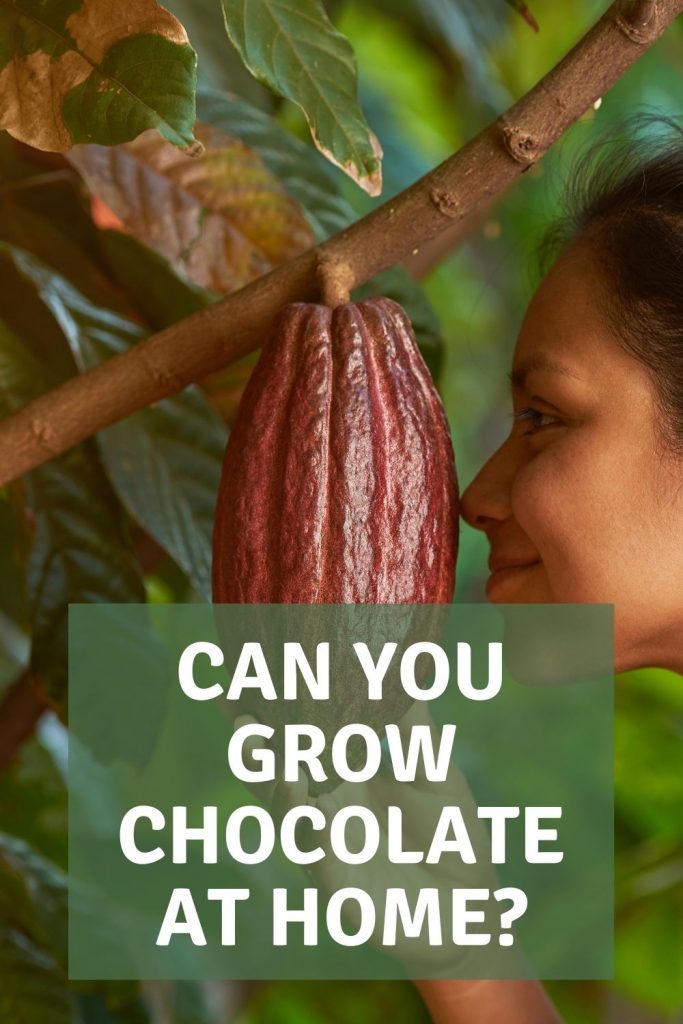 can you grow chocolate at home