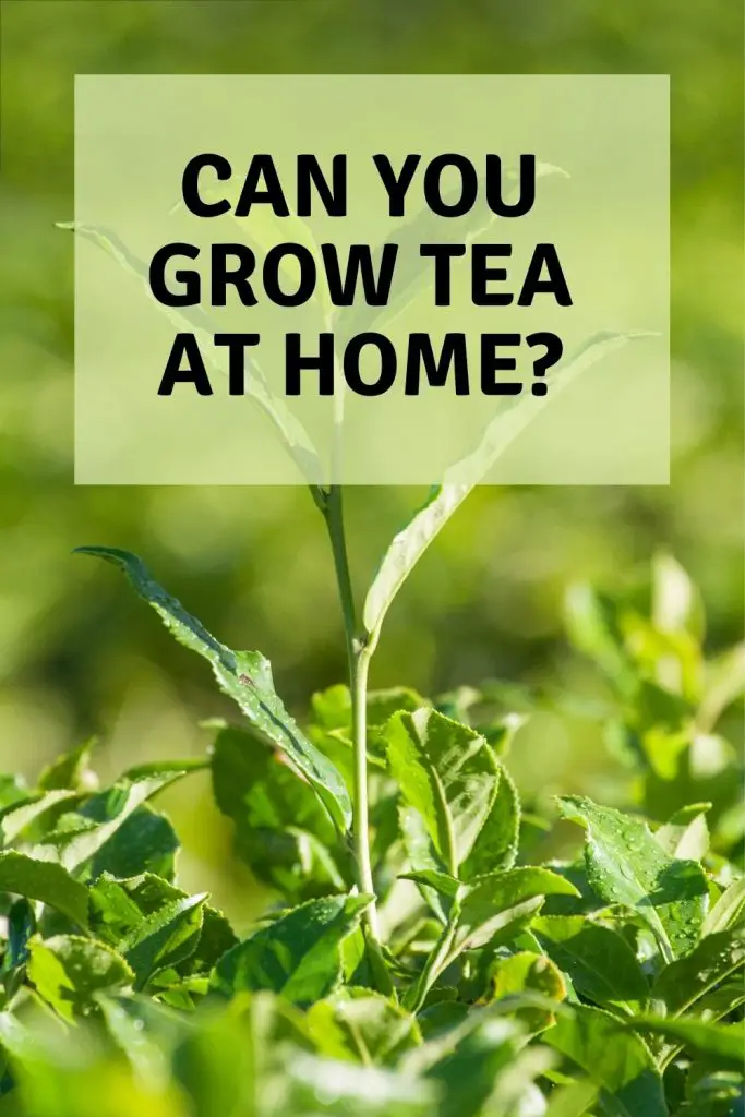 can you grow tea at home