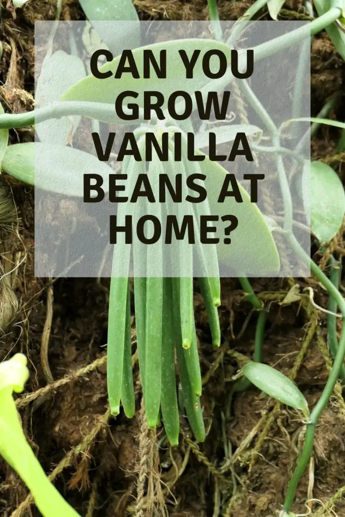 can you grow vanilla beans at home