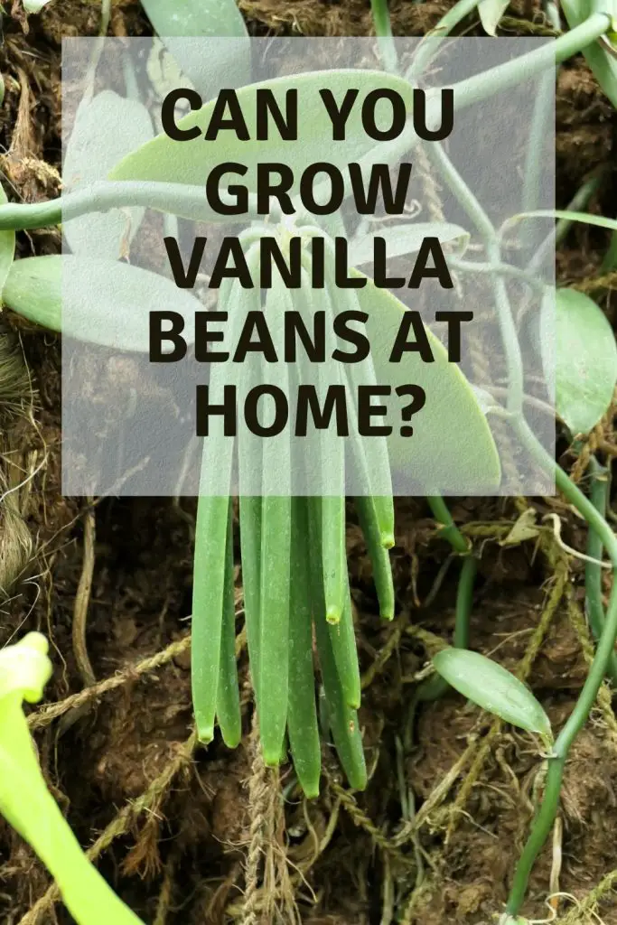 Can You Grow Vanilla Beans At Home Garden Super Power