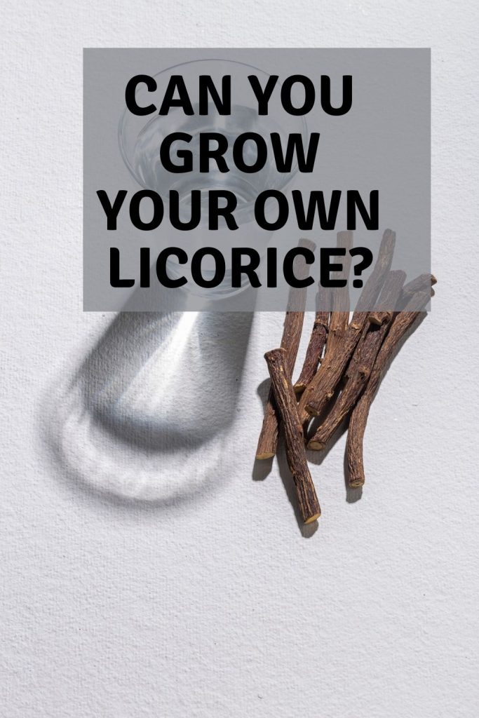 can you grow your own licorice