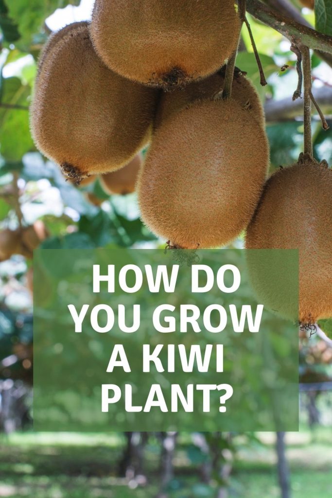 how do you grow a kiwi plant